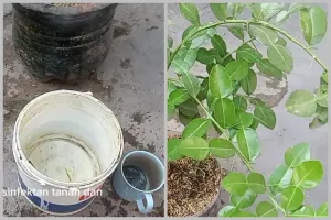 Bukan pakai garam, ini trik merawat pohon daun jeruk agar rimbun dan bebas hama pakai 1 bumbu dapur