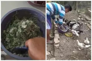 Tanpa fermentasi, ini cara bikin pakan ayam agar hewan ternak tak mudah sakit pakai 2 bahan dapur