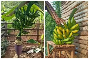 Jangan cuma diberi garam, ini trik agar pohon pisang bisa berbuah manis dan besar pakai 1 ampas dapur