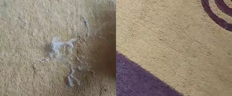 Cuma modal satu bahan, ini cara mudah bersihkan bulu kucing yang menempel di karpet