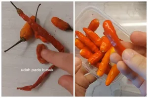 Bukan dilapisi tisu, ini trik menyimpan cabai agar tahan lama dan tak busuk lebih dari 2 minggu