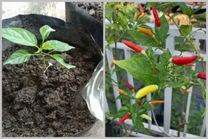 Tanpa diberi micin, ini trik menyuburkan tanaman cabai agar berbuah lebat pakai 1 bumbu dapur