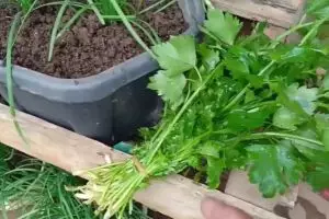 Bukan diberi garam atau micin, ini trik merawat tanaman seledri agar tumbuh subur dengan 1 ampas dapur