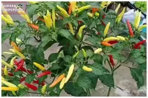 Bukan pakai bumbu dapur, ini cara membasmi hama pada tanaman cabai mengandalkan 1 bahan minuman