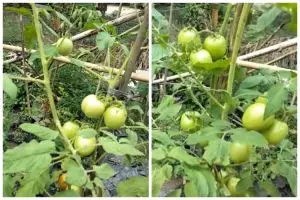 Tanpa bumbu dapur, ini trik mengusir hama ulat pada tanaman tomat cuma pakai 2 bahan dapur