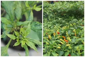 Cuma pakai 1 bumbu dapur, ini trik agar tanaman cabai lebih subur dan berbuah lebat