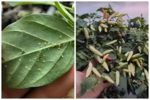 Tak perlu pakai bawang, ini trik membasmi hama di tanaman cabai mengandalkan 3 bahan dapur