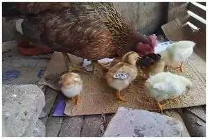 Bukan pakai sayuran, ini trik bikin pakan ayam agar cepat gemuk & sehat dengan tambahan 1 bahan dapur