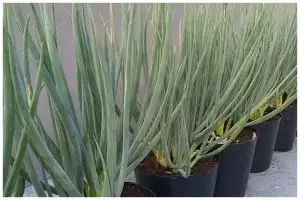 Tanpa diberi garam, ini trik supaya tanaman daun bawang cepat tumbuh dan subur pakai 1 bahan dapur