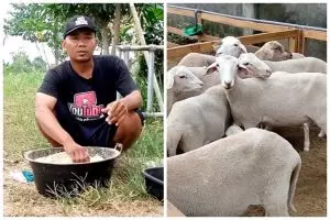 Tanpa diberi rumput, ini cara bikin pakan kambing agar cepat gemuk cukup ditambah 4 bumbu dapur