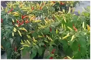 Bukan pakai micin atau air beras, ini trik merawat tanaman cabai agar subur dengan 1 bahan sederhana