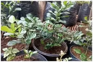 Tanpa garam & micin, ini trik agar tanaman jeruk purut kian segar di musim kemarau pakai 1 ampas dapur