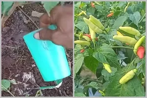 Bukan pakai bumbu dapur, ini cara menyuburkan tanaman cabai agar berbuah lebat pakai 1 jenis obat