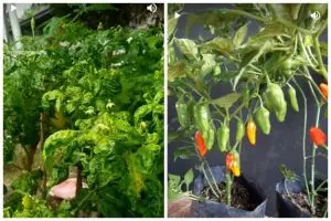 Trik suburkan daun pohon cabai yang menguning dan keriting agar berbuah lebat lagi pakai 2 bahan dapur