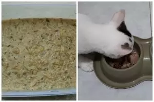 Modal Rp30 ribuan untuk 7 hari, ini cara bikin makanan kucing agar cepat gemuk dan sehat pakai 3 bahan