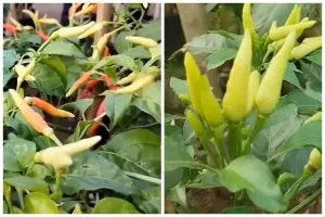 Bukan diberi micin dan air beras, ini trik agar tanaman cabai berbuah lebat cuma pakai 1 bumbu dapur