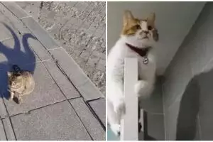 Potret kocak bayangan beda dari obyek aslinya ini dilihat dua kali tetap bikin bingung, nyeleneh pol