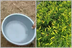 Tak cuma micin, ini trik merawat tanaman cabai agar subur dan berbuah lebat tambah 1 jenis minuman
