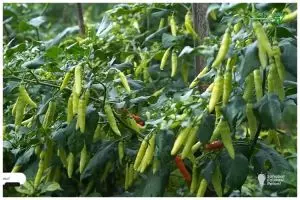 Tak perlu micin, pakai 2 ampas dapur ini agar tanaman cabai berbuah banyak