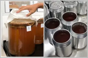 Manfaat kombucha dan pengakuan para penekun bisnis minuman teh 