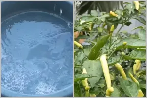 Bukan dengan bumbu dapur, ini cara menyuburkan tanaman cabai agar berbuah lebat pakai 1 jenis minuman
