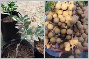 Hanya modal 1 bahan dapur, ini cara merawat pohon kelengkeng agar makin subur dan berbuah lebat