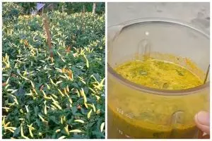 Bukan cuma bawang, ini trik merawat tanaman cabai agar subur dan bebas hama tambah 1 jenis daun