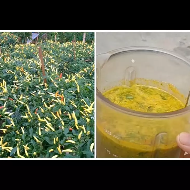 Bukan cuma bawang, ini trik merawat tanaman cabai agar subur dan bebas hama tambah 1 jenis daun