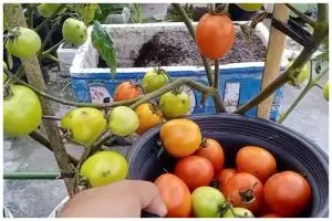 Bukan garam atau sabun cuci piring, ini cara suburkan dan cegah hama tanaman tomat pakai 1 bumbu dapur