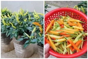 Tanpa micin atau garam, trik melebatkan daun dan buah tanaman cabai cuma pakai 1 jenis ampas makanan