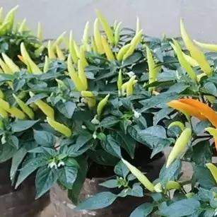 Tanpa micin atau garam, trik melebatkan daun dan buah tanaman cabai cuma pakai 1 jenis ampas makanan