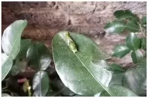 Bukan pakai bawang atau sabun, ini trik membasmi hama pohon jeruk purut cuma mengandalkan 1 alat