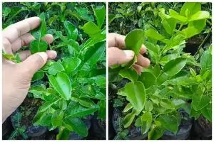 Bukan micin atau garam, ini trik merawat pohon jeruk purut agar cepat tumbuh pakai 1 jenis bumbu dapur