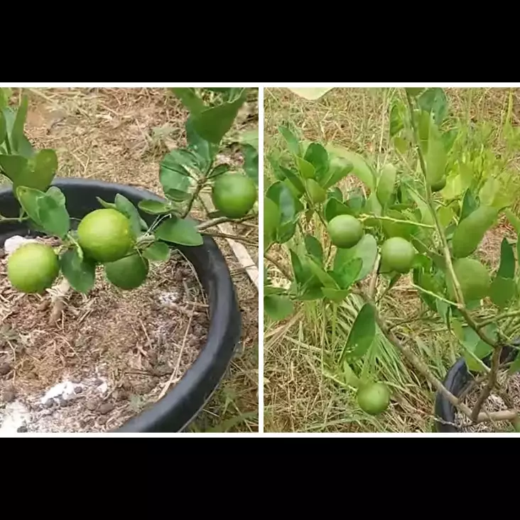 Cukup pakai 1 bumbu dapur, begini trik merawat pohon jeruk nipis agar berbuah lebat sepanjang tahun