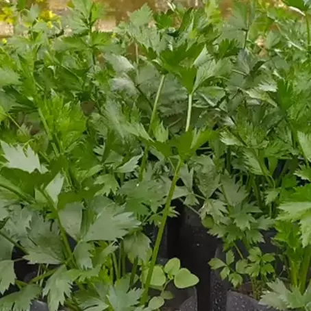 Tanpa bumbu dapur, ini trik merawat seledri agar tumbuh subur dan lebat dengan 1 jenis batang tanaman