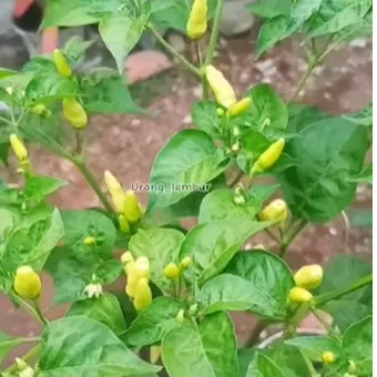 Tanpa micin atau jeruk nipis, ini cara simpel basmi hama pada tanaman cabai cuma pakai 2 bahan dapur