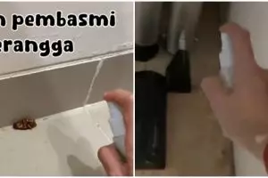 Kecoak di rumah auto mati, ini cara bikin cairan pembasmi serangga sendiri pakai 1 bahan masak