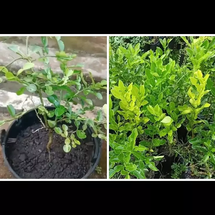 Bukan pakai bumbu dapur, ini trik agar pohon jeruk purut berdaun rimbun cuma dengan 1 ampas minuman