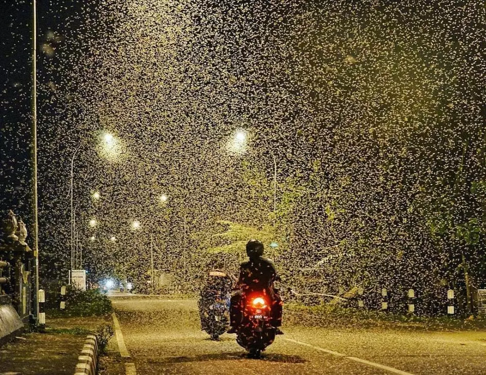 ngusir laron pakai ayam © Instagram ngusir laron pakai ayam © Instagram