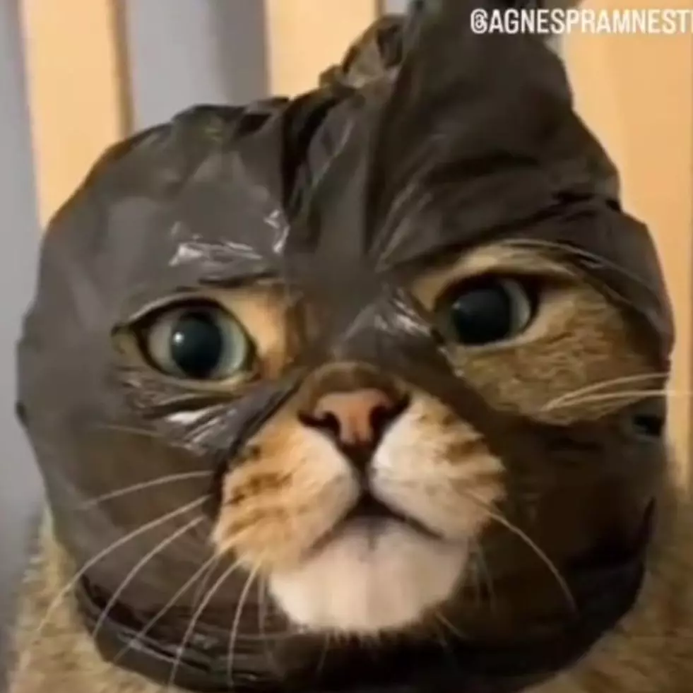 11 Potret kocak kucing pakai kostum ini sungguh di luar nurul, bikin gagal paham sama konsepnya