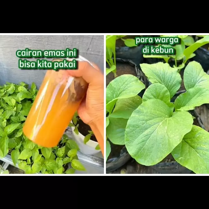 Bukan ditaburi micin atau garam, ini trik merawat tanaman sayur agar lebih subur pakai 1 jenis buah