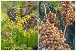 Tanpa micin, ini trik agar pohon kelengkeng cepat berbunga dan buahnya lebih manis pakai 1 bahan dapur