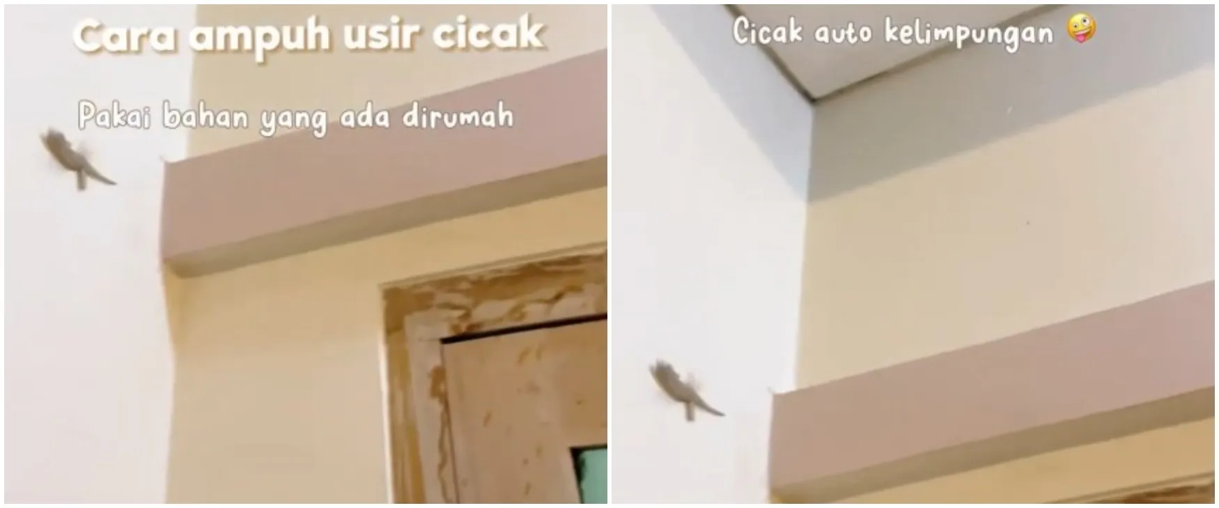 Tanpa repot bikin perangkap, ini cara ampuh usir cicak di rumah pakai 2 bahan dapur