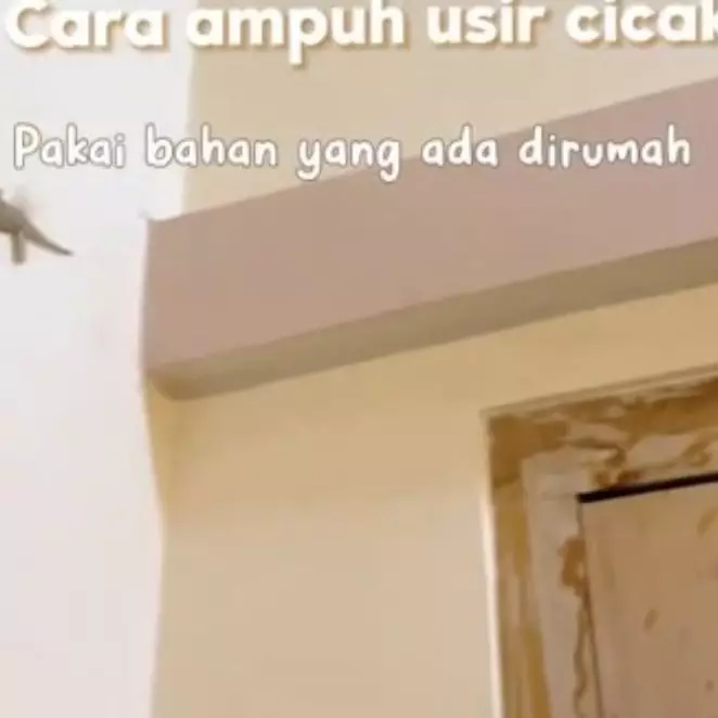 Tanpa repot bikin perangkap, ini cara ampuh usir cicak di rumah pakai 2 bahan dapur