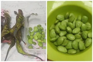 Trik mengembalikan petai yang keriput dan teksturnya lembek jadi segar kembali meski tanpa air es