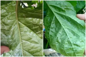 Tanpa kunyit, ini cara mudah mengusir semut dan ulat pada tanaman cabai pakai 2 bahan dapur