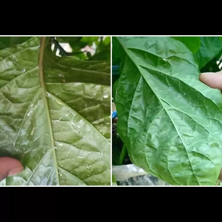 Tanpa kunyit, ini cara mudah mengusir semut dan ulat pada tanaman cabai pakai 2 bahan dapur