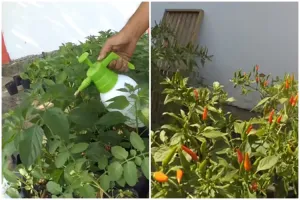 Bukan pakai air cucian beras, ini trik membasmi hama pada tanaman cabai mengandalkan 1 jenis buah