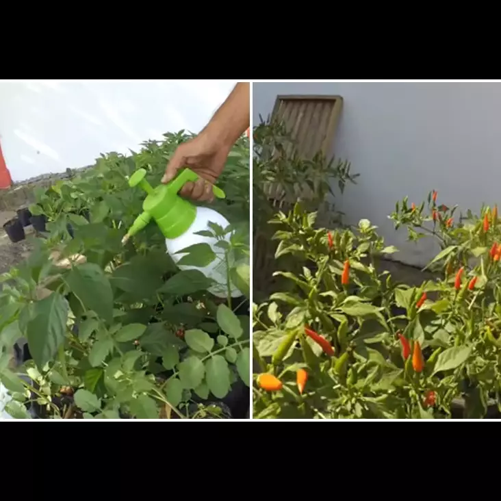 Bukan pakai air cucian beras, ini trik membasmi hama pada tanaman cabai mengandalkan 1 jenis buah