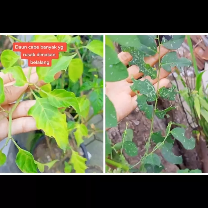 Jangan cuma pakai bawang putih, ini trik mengusir hama pada pohon cabai cukup tambah 1 jenis tanaman
